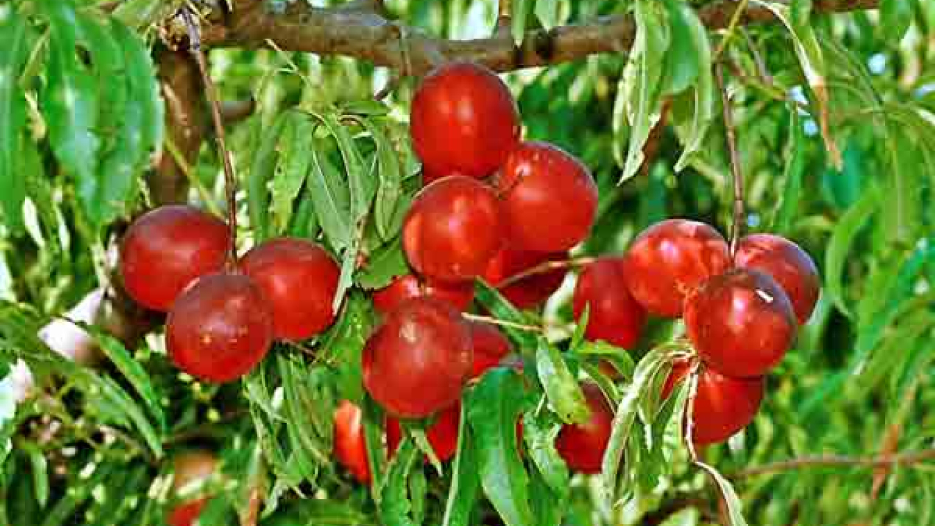 Perpignan, un territoire agricole