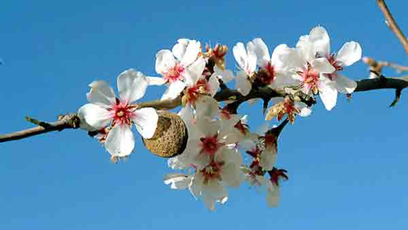 Perpignan, un territoire agricole