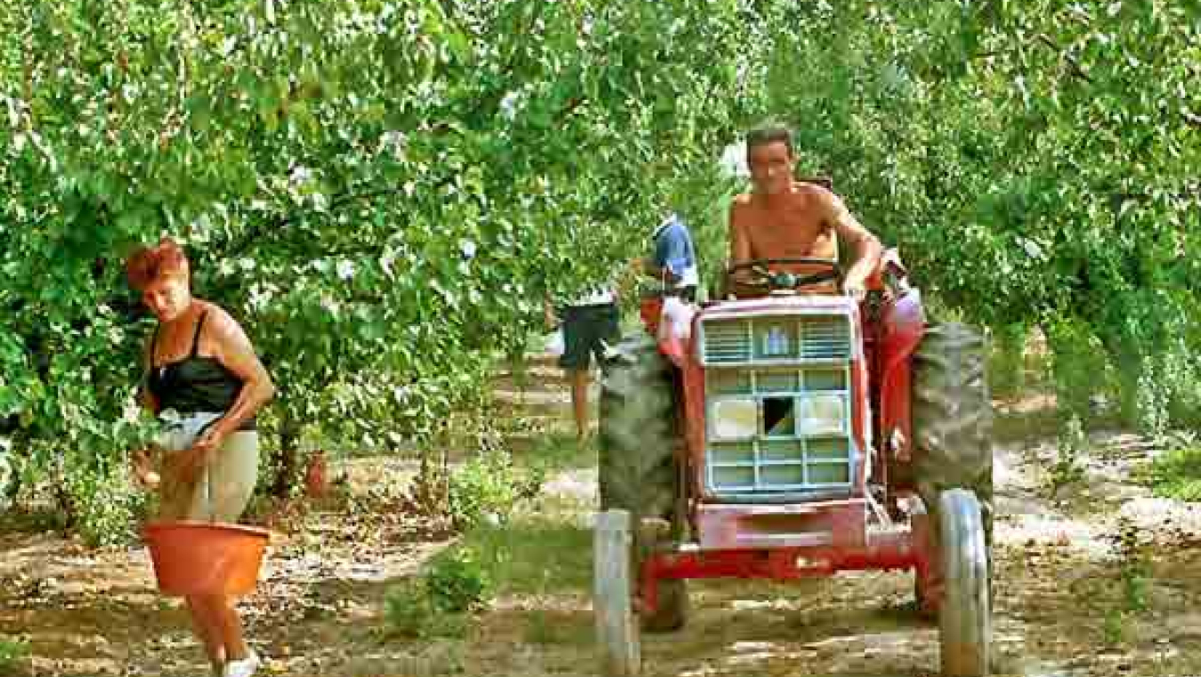 Perpignan, un territoire agricole
