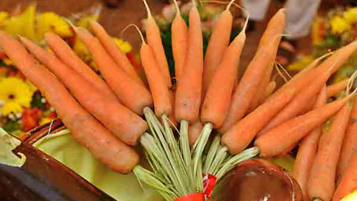 Perpignan, un territoire agricole