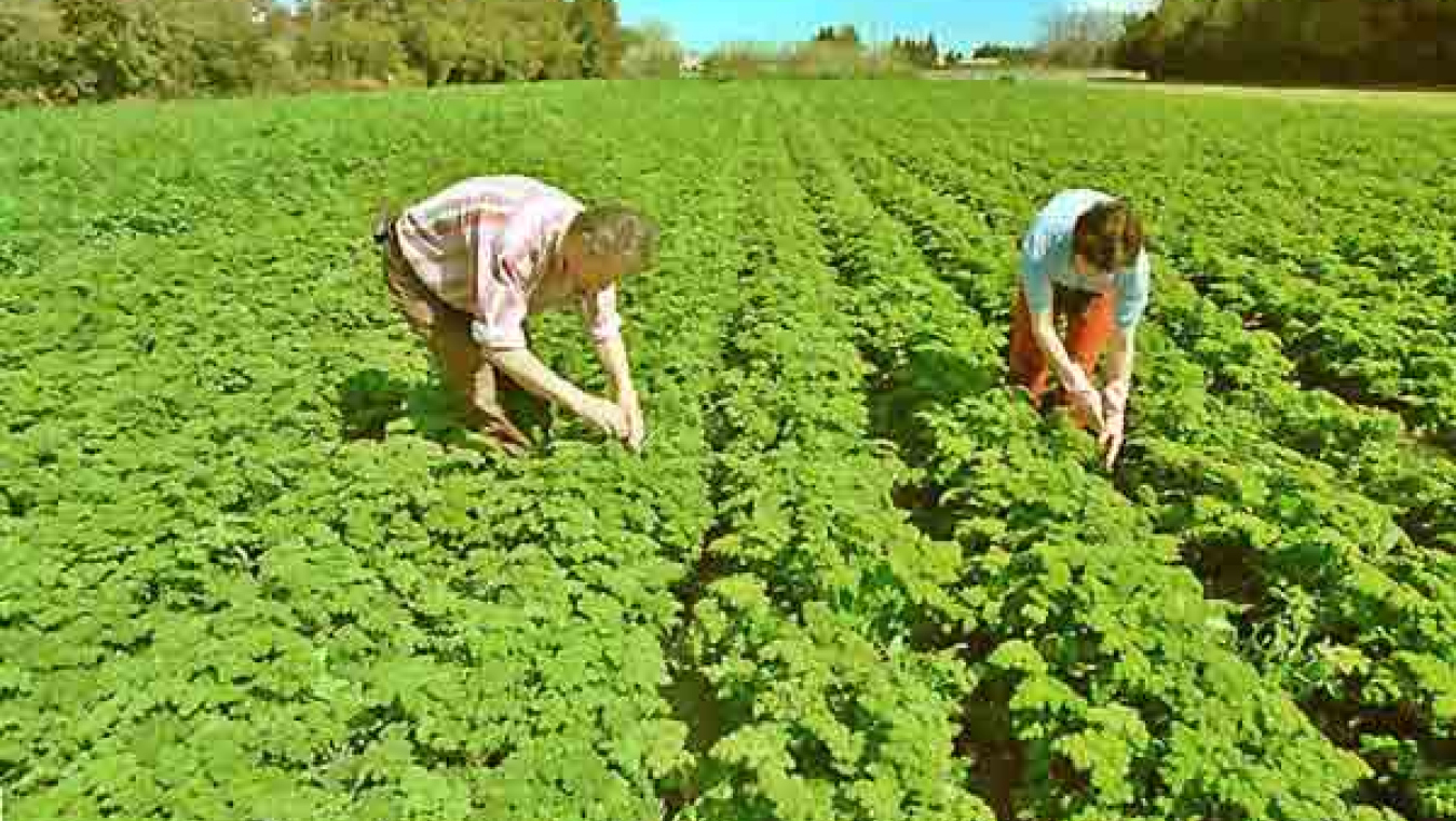 Perpignan, un territoire agricole