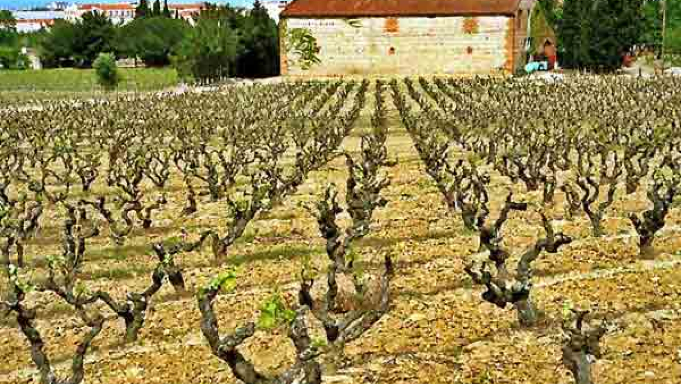 Perpignan, un territoire agricole