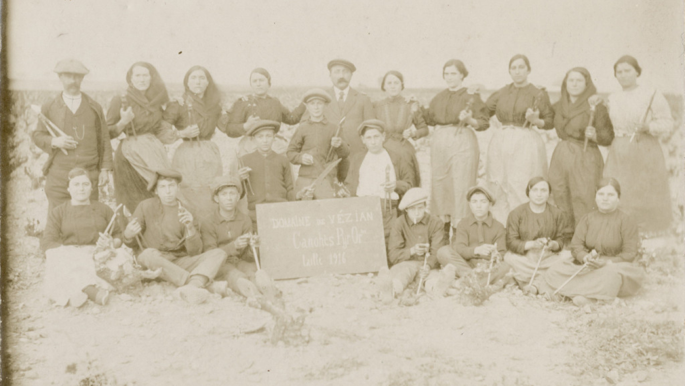 Taille de la vigne en 1916 au domaine de Vézian (Canohès). (Collection Simonne Escudier-Chiroleu)