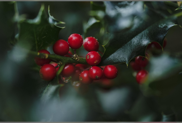 Photo N°1 : MARCHÉ DE NOËL DU QUARTIER GARE