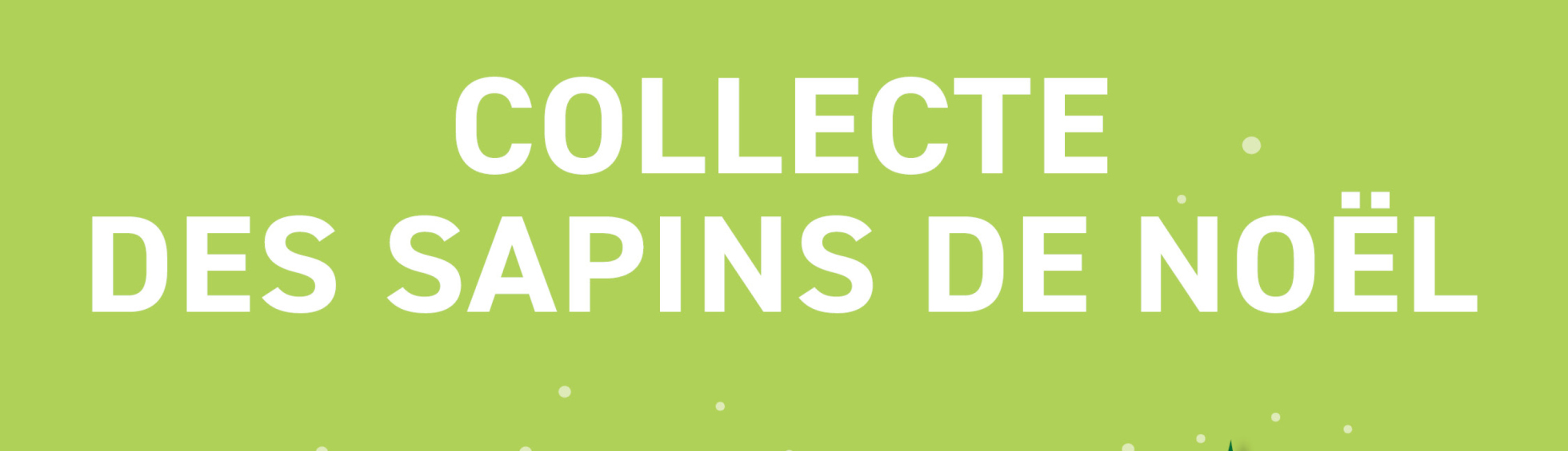 Collecte des sapins de Noël