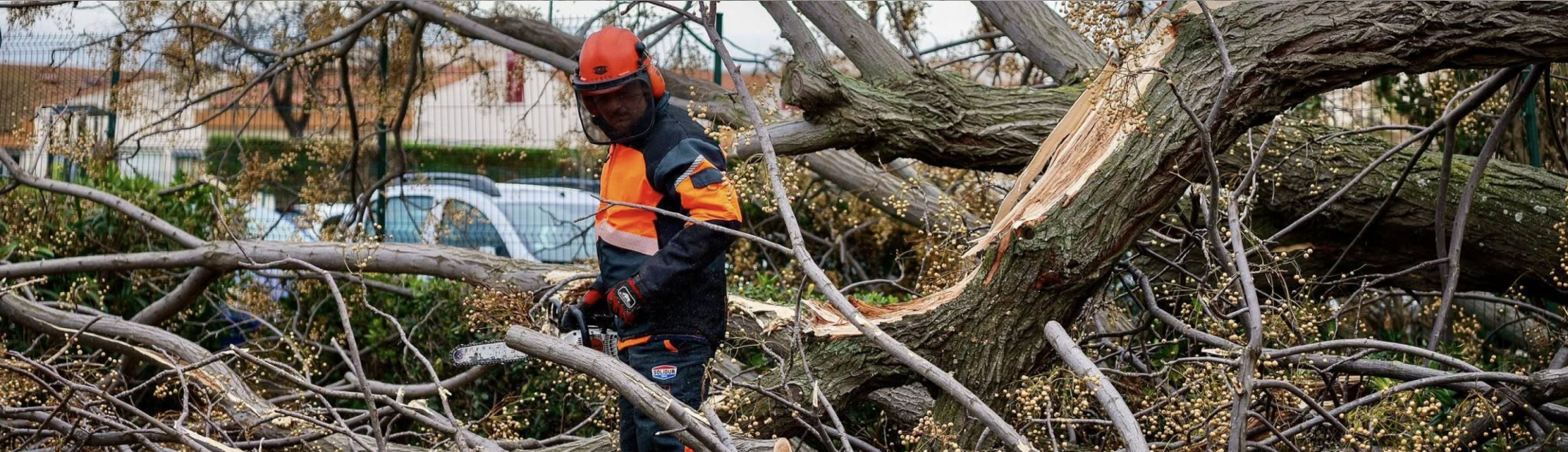 Travaux d’abattage d’arbres fragilisés : impacts sur la circulation