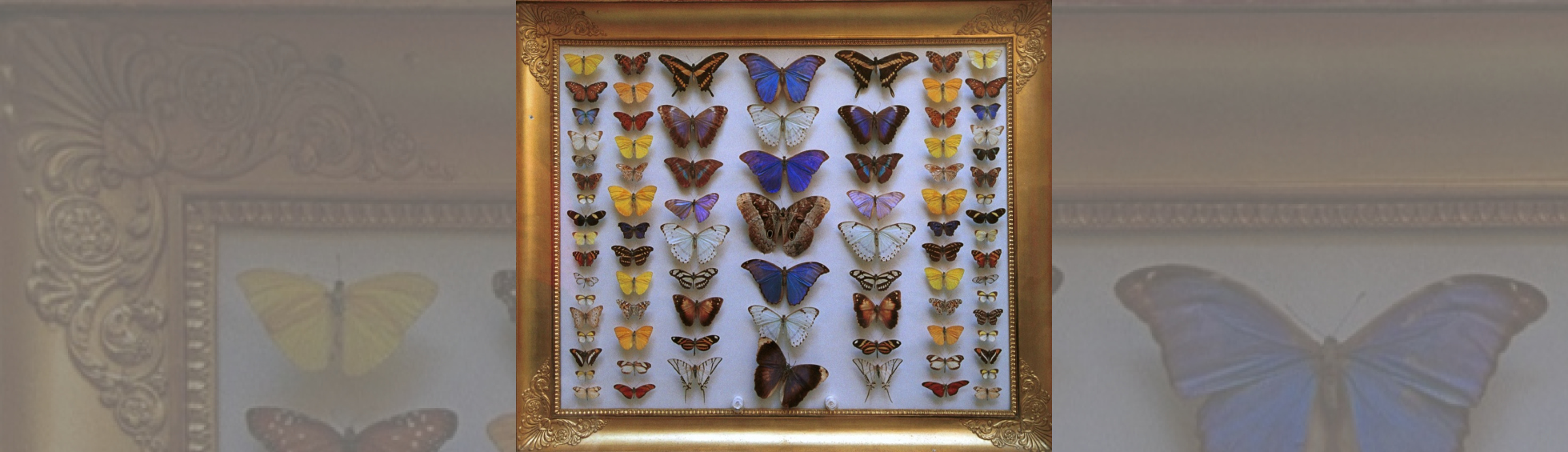 photo couleur du cadre arago - cadre avec collection de papillon