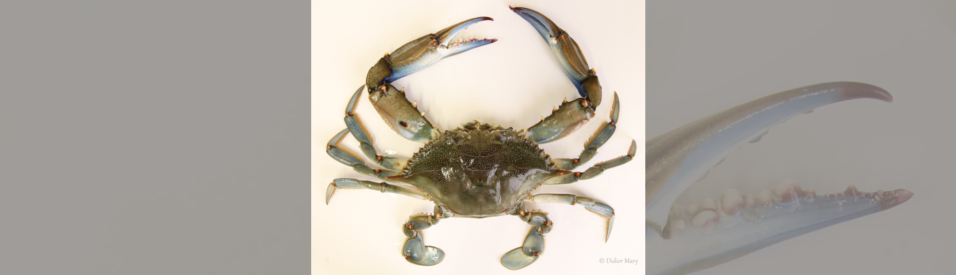 Photo couleur du Crabe bleu américain - Muséum d'histoire naturelle