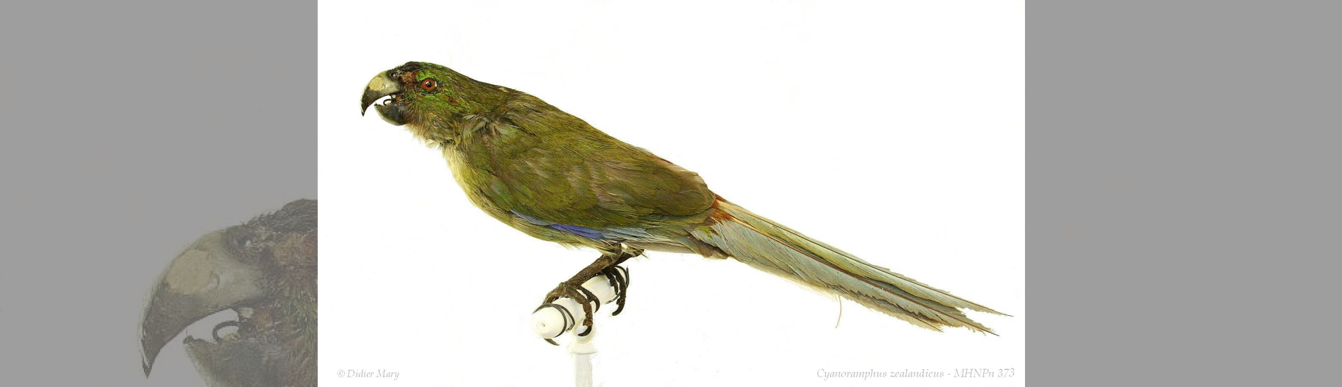 Muséum d'histoire naturelle - photo couleur de  la péruche de Tahiti
