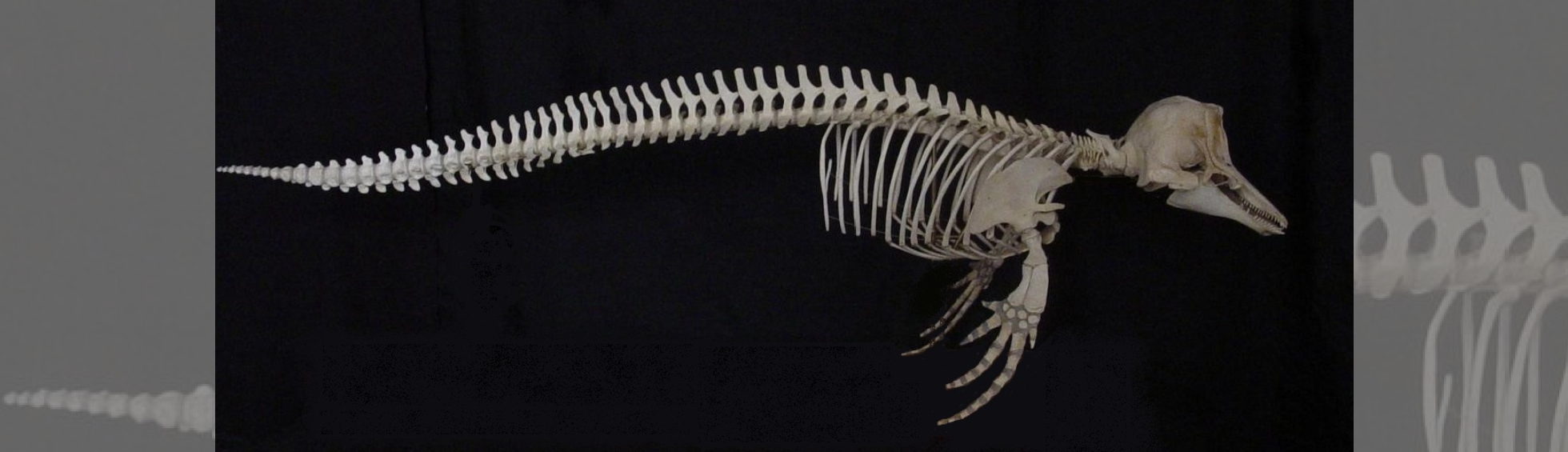 Photo du squelette d'Orcaella brevirostris