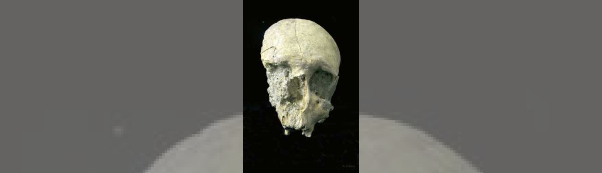 photo couleur du crâne fossile de l'homme de Saint Paul de Fenouillet
