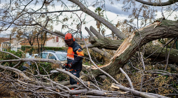 Travaux d’abattage d’arbres fragilisés : impacts sur la circulation