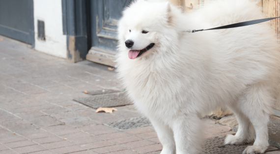 Vos animaux de compagnie et la ville