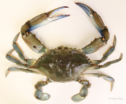 Photo couleur du Crabe bleu américain - Muséum d'histoire naturelle