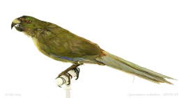 Muséum d'histoire naturelle - photo couleur de  la péruche de Tahiti