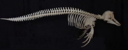 Photo du squelette d'Orcaella brevirostris