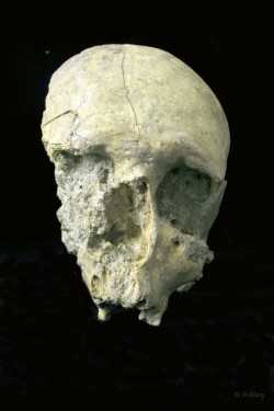 photo couleur du crâne fossile de l'homme de Saint Paul de Fenouillet