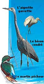 aigrette garzette, héron cendré, martin pêcheur